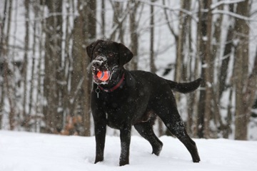 Ranger